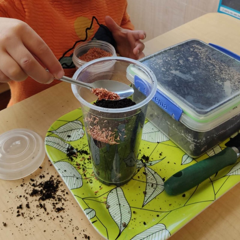 We study botany - all things about plants, we will grow seeds, watch the roots, study about leaves, and craft with flowers - News  | Montessori Children's House