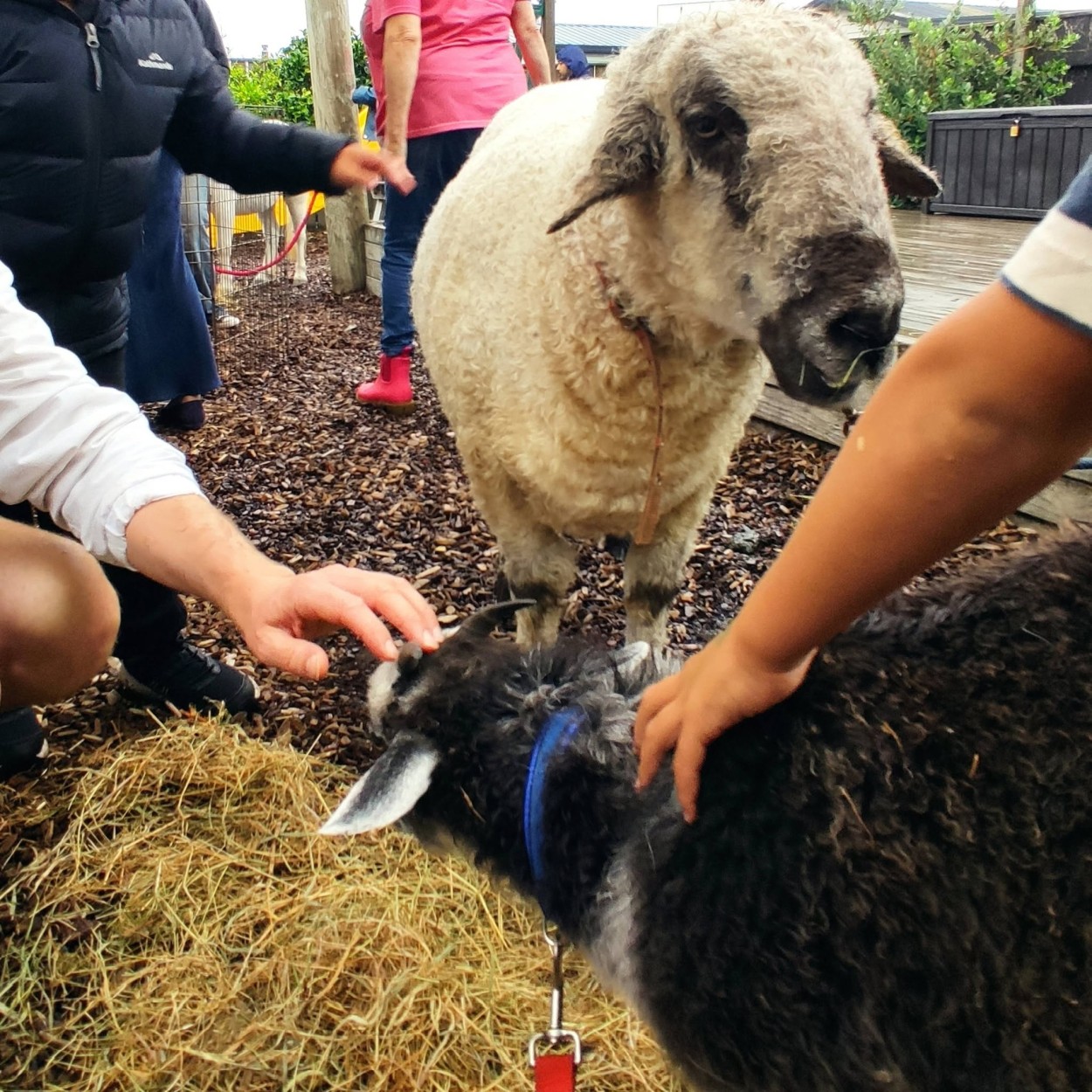 A Special Visit from the Petting Zoo