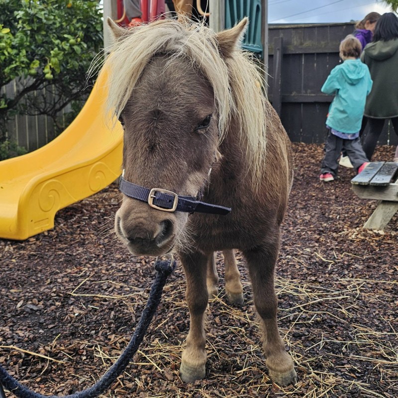 A miniature pony visiting Montessori Children’s House as part of an interactive petting zoo experience. - A Special Visit from the Petting Zoo | Montessori Children's House