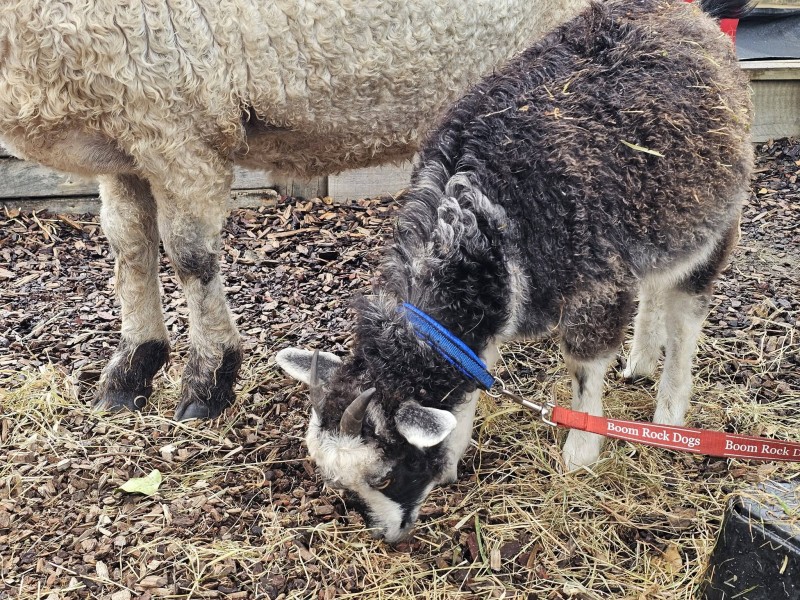 Children exploring animal care and nature through close interaction with farm animals. - News  | Montessori Children's House