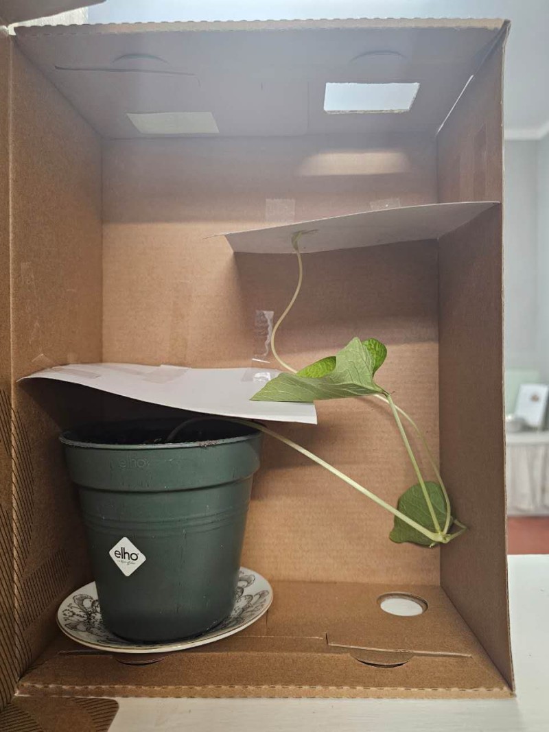 The experiment of plants growing towards light - News  | Montessori Children's House