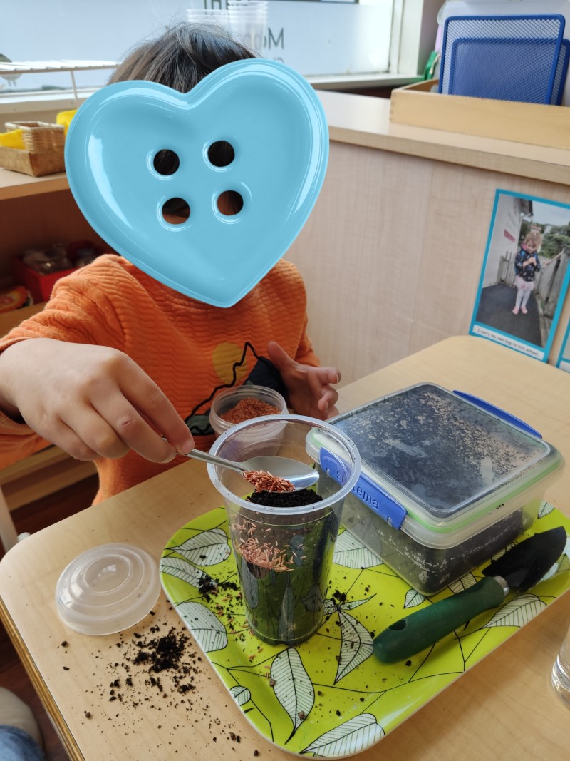 Growing seeds - Botany Study | Montessori Children's House